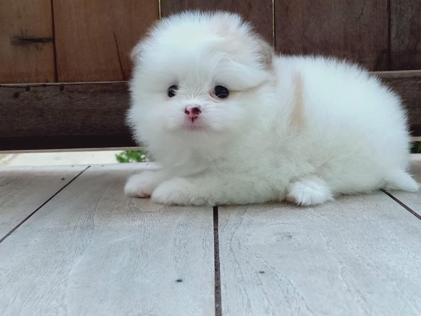 ลูก Pomeranian หาบ้าน 2