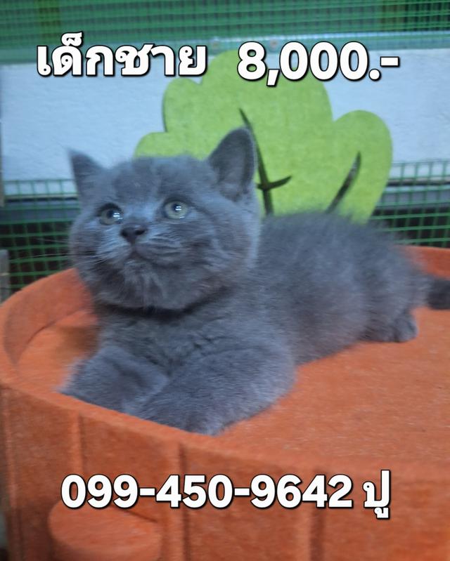 ลูกแมว บริติช ช็อตแฮร์ สีบลู