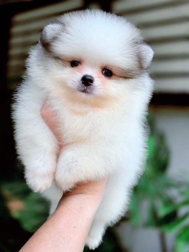 น้องวิลเลี่ยม ปอมหน้าหมีไซส์เล็กสีปาร์ตี้ฟอร์มสวยพร้อมย้ายบ้าน