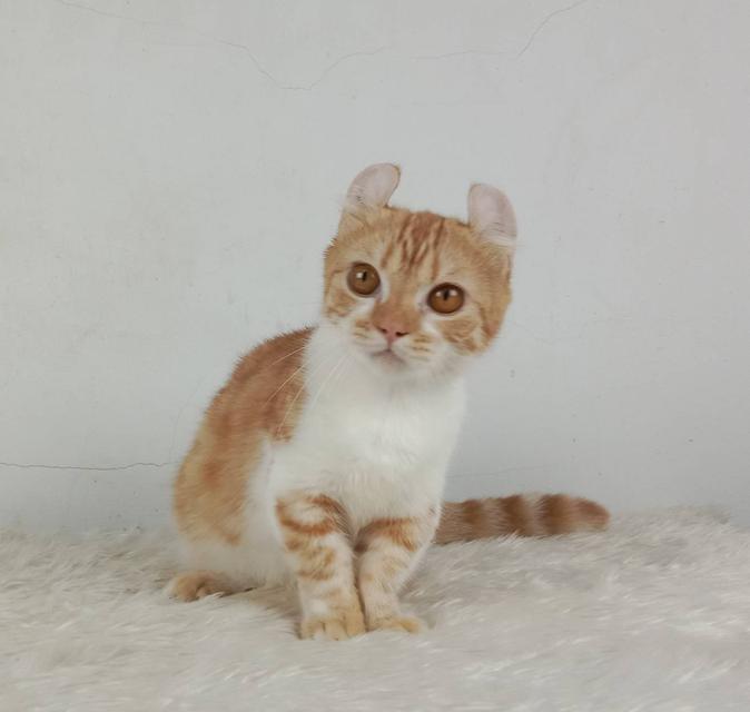 4.แมวมันช์กิ้น/เพศผู้ หาบ้าน Munchkin Cat/Male looking for a new home 4