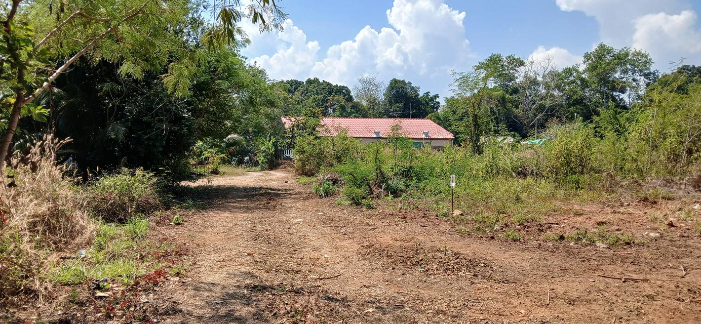 ขายที่ดินเปล่าโฉนด 1 งาน 14 ตร.ว. อยู่ในชุมชน ต.นาชะอัง อ.เมืองชุมพร ห่างศาลากลางจังหวัดเพียง 3 กม. ที่เนินปลอดภัยจากน้ำท่วม เจ้าของเองครับ 11