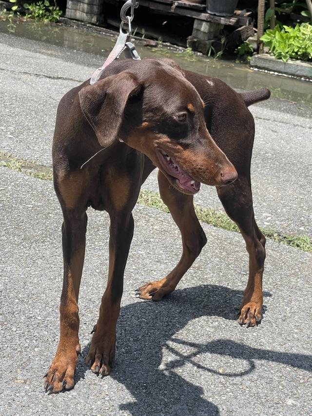 น้องหมาโดเบอร์แมน Doberman รูปย่อยที่ 2