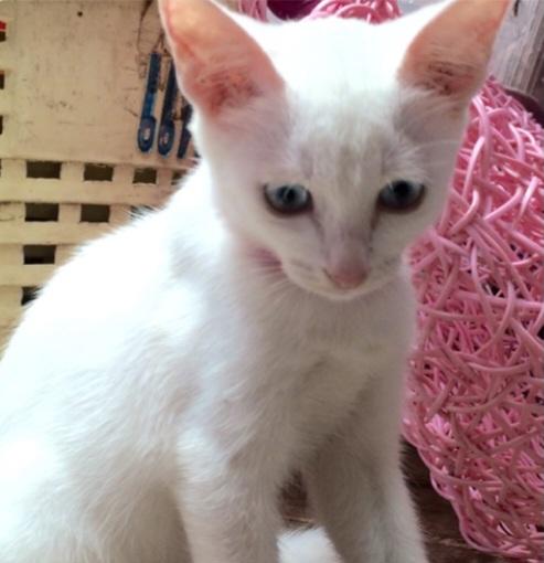 แมวขาวมณีตาสีฟ้า 4