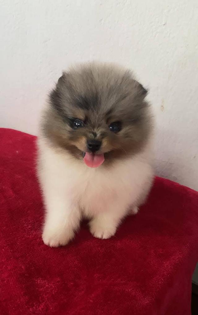 ลูกปอมเมอเรเนียนเพศหญิง วัยน่ารักกำลังซน ราคาเบาๆ