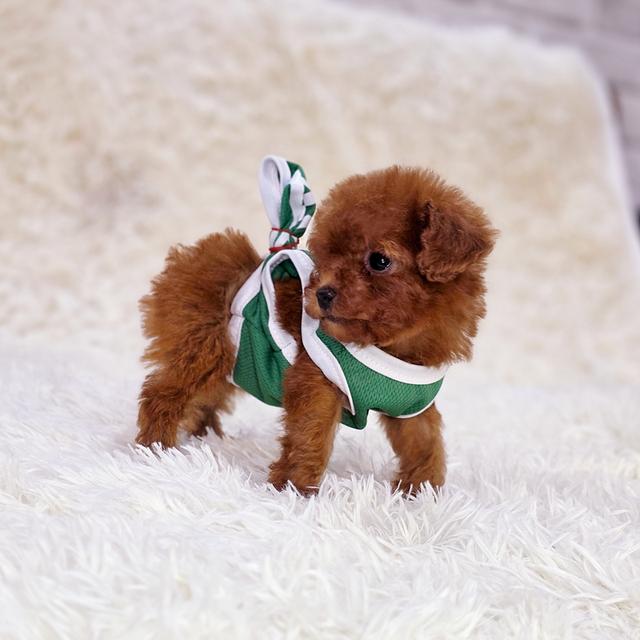 พุดเดิ้ลทอยสายพันธุ์แท้