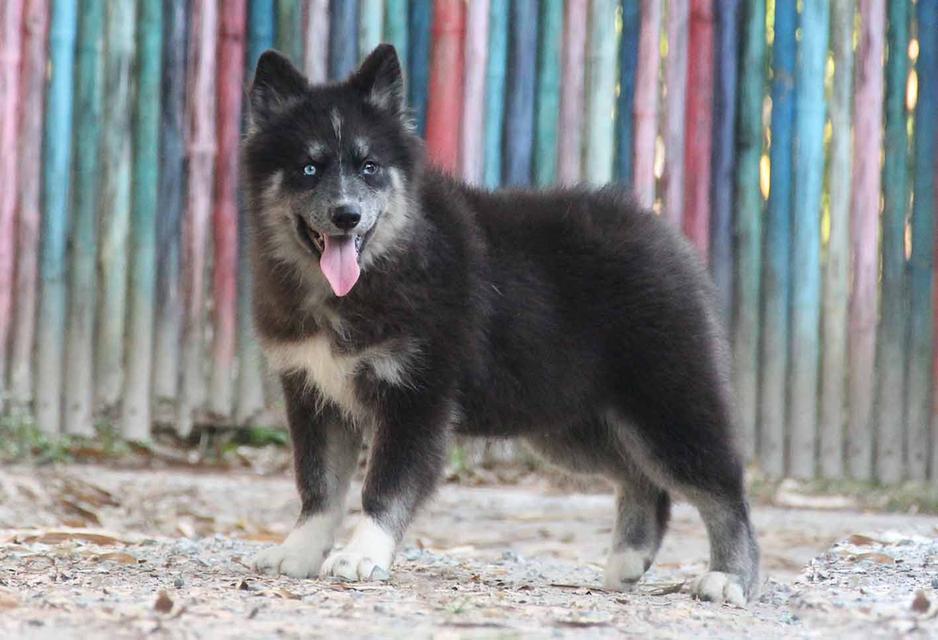 ไซบีเรียนแท้ เพศหญิง ตาสองสี