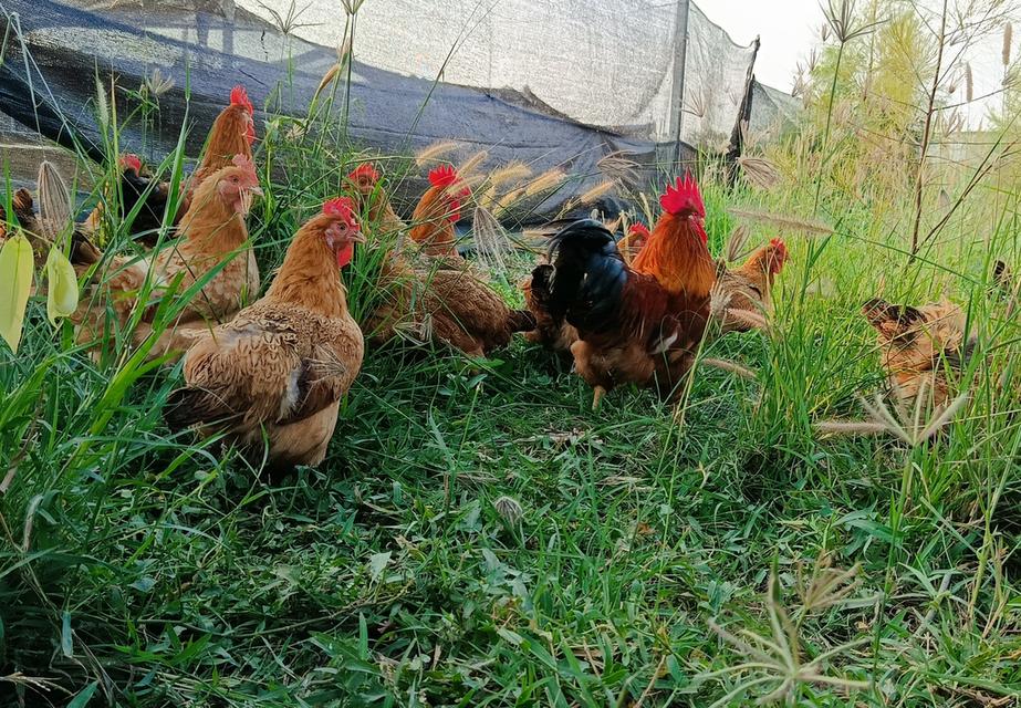 ไก่เหวินชาง (ไก่ไหหลำ)