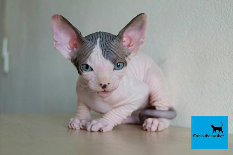 23.แมวสฟิงซ์(Sphynx Cat) 5