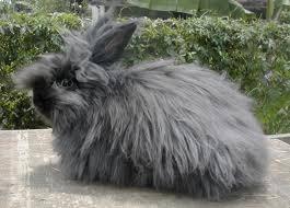 กระต่ายอิงลิชแองโกล่า สีดำ 2