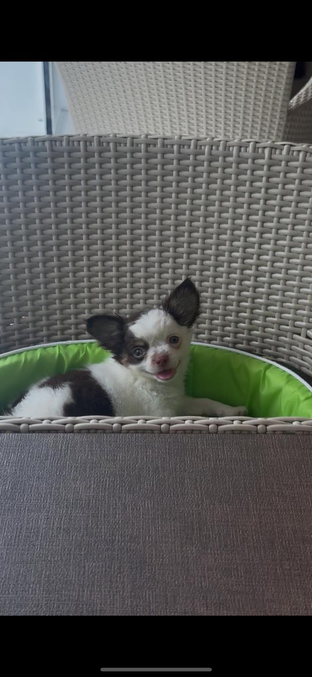 Chihuahua Puppy Boy Cute รูปที่ 1