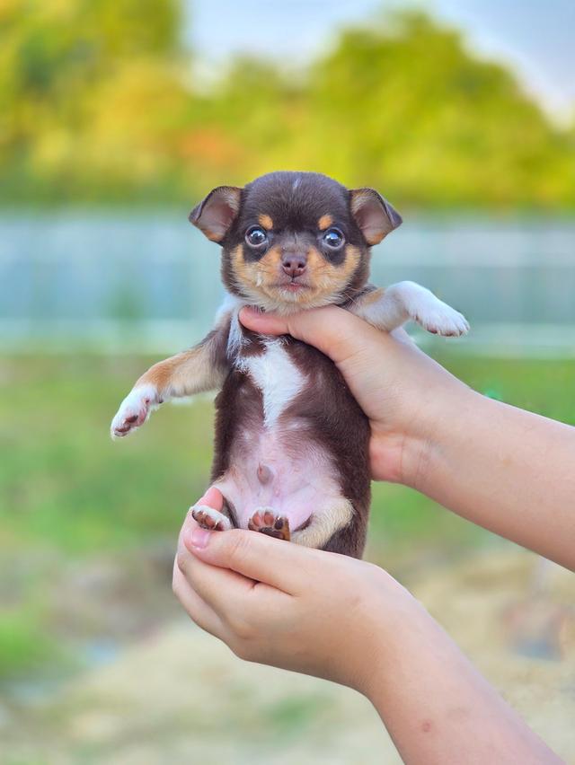 น้องโกโก้ Chihuahuaขนสั้นสีช็อคพร้อมย้ายบ้านจ้า รูปที่ 3