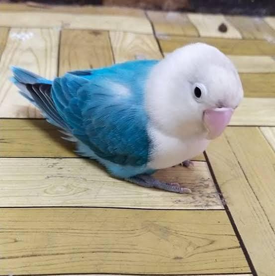 นกเลิฟเบิร์ดสีฟ้า
