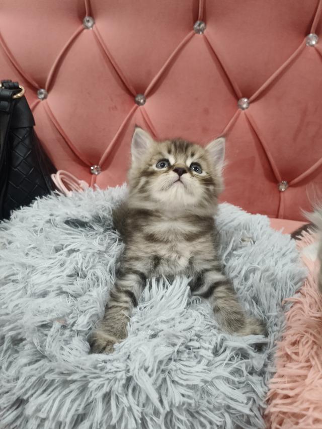 เด็กชาย หาบ้าน พร้อมย้าย 😻🫶🏡🏠💜 รูปที่ 5