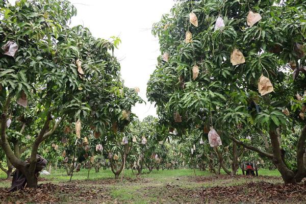 ที่ดินพร้อมสวนมะม่วงเชียงคานบ้านบุฮม 6