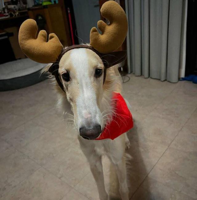 ขายหมา Borzoi สองตัว 3