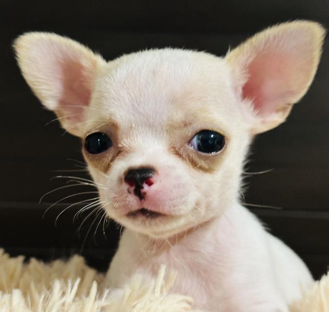 เด็กชายชิวาว่าสายเลือดแชมป์เวียดนาม