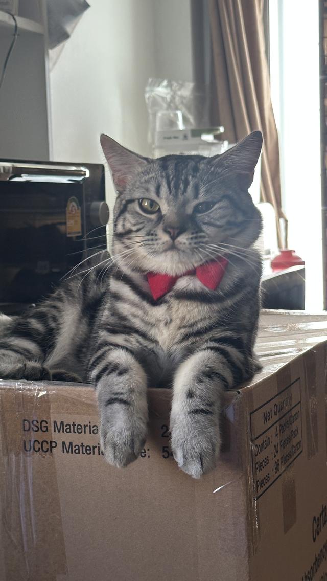 น้องแมวอเมริกัน ช็อตแฮร์ และบริติช ช็อตแฮร์ แท้ 💯 รูปที่ 2