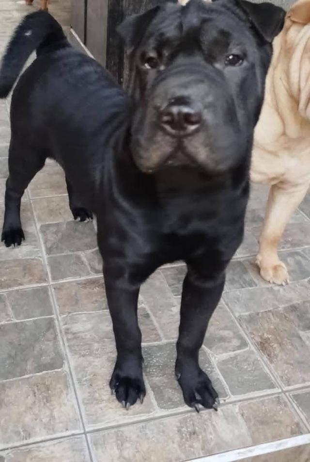 สุนัข Shar Pei สีดำ 5