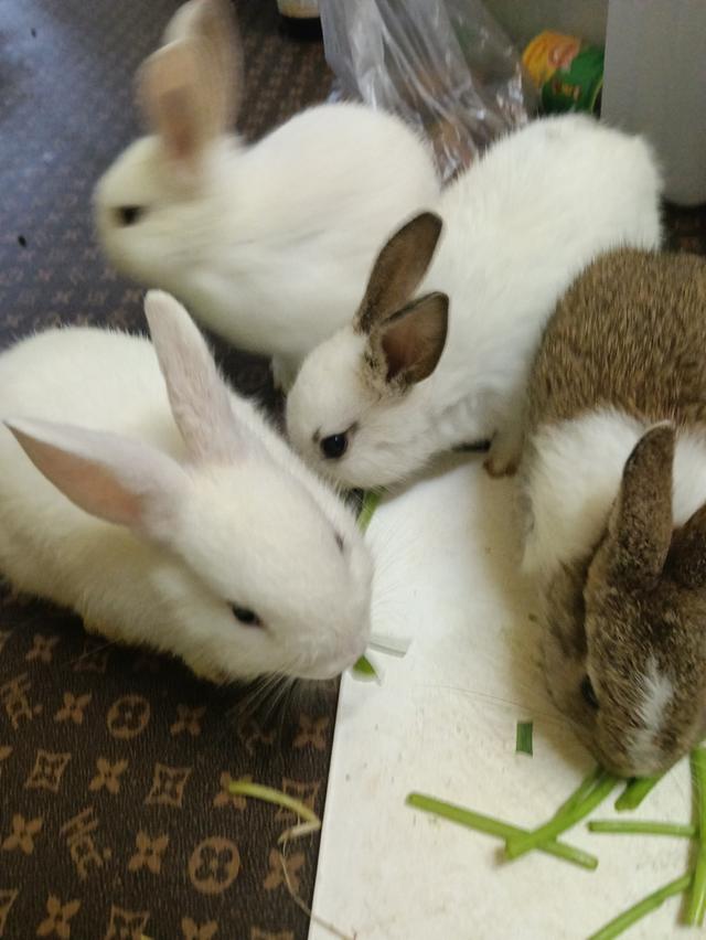 กระต่ายตัวสีขาวน่ารักมาเเล้วค่ะราคาโดนใจ 0815464634 โทรมาได้น่ะค่ะ รูปที่ 4