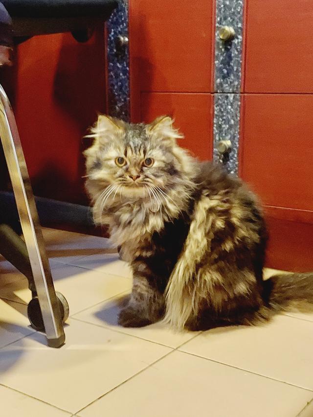 Cat for sell 12