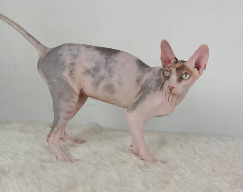 21.แมวสฟิงซ์/เพศเมีย หาบ้าน Sphynx Cat/Female looking for a new home