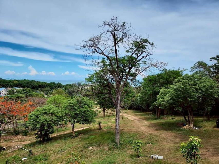 ขายที่ดินภูเก็ต 16-2-33.3 ไร่ ซอยนาคราช ใกล้ถนนศักดิเดช และหาดอ่าวยน