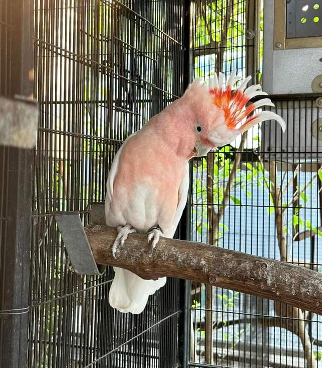 นกกระตั้วสีชมพูสวย