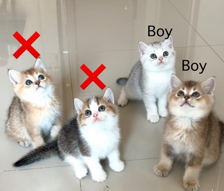 แมว British shorthair 