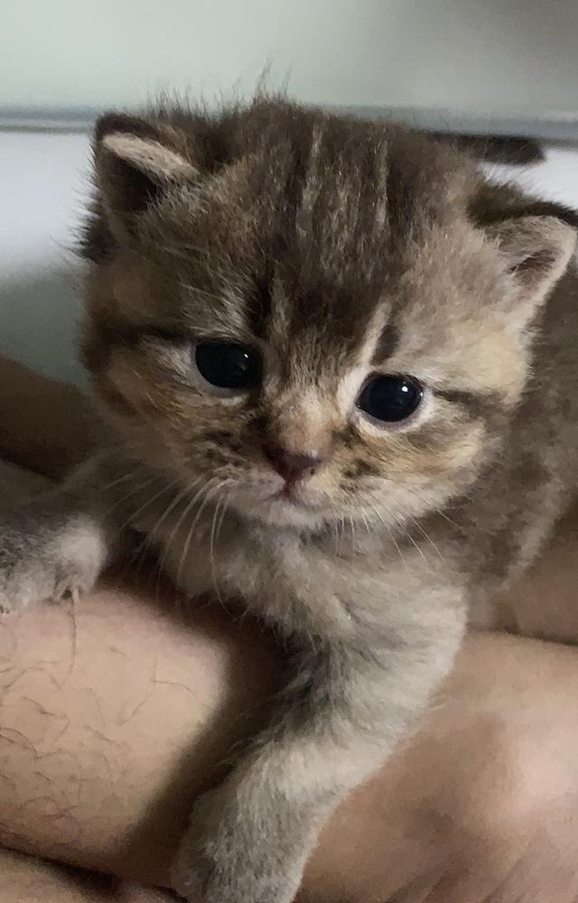 ลูกแมว สก๊อตติชบริชติช 4