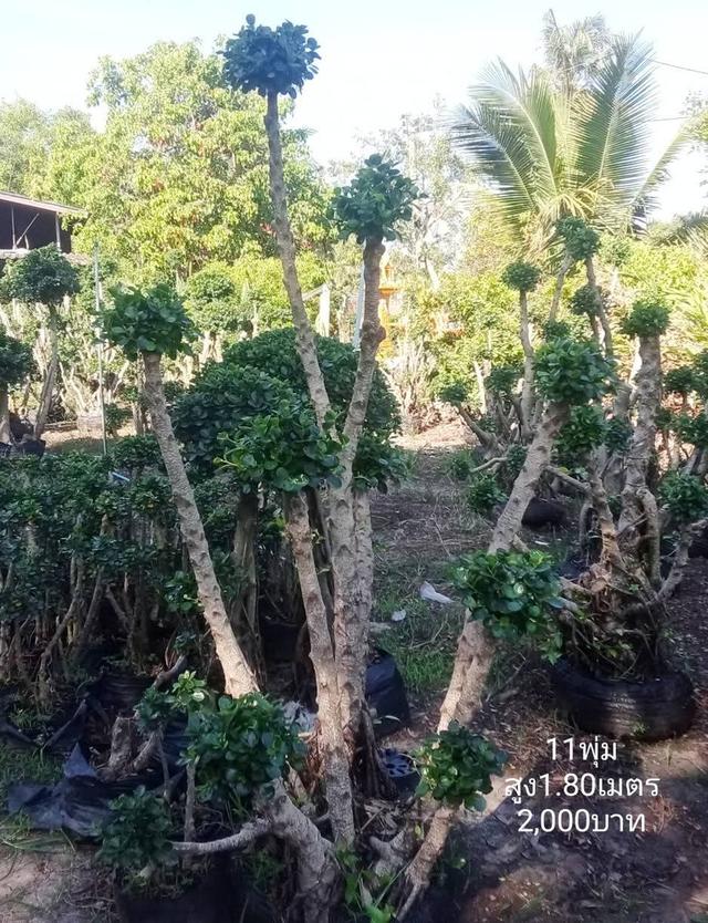 ไทรต่อยอดช้อนเงินช้อนทอง รูปที่ 10