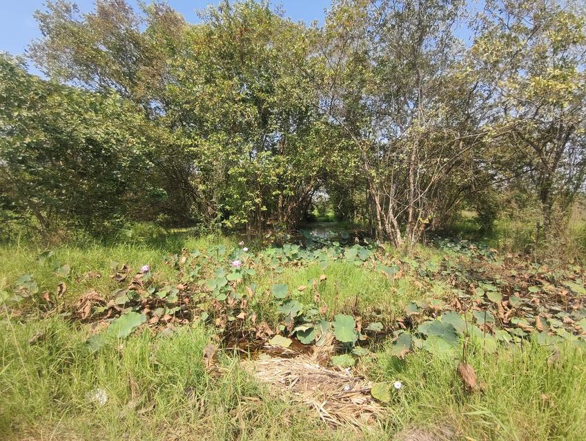 ขายที่ดินคลอง 6 ซอยคลอง 6 ตะวันตก 17 อยู่ใกล้มหาวิทยาลัยเทคโนโลยีราชมงคลธัญบุรี ศูนย์รังสิต 3