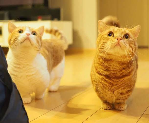 แมวมันช์กิ้นสีส้ม 3