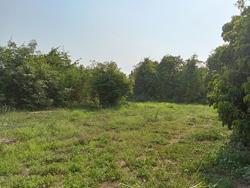 ขายที่ดินสวนลำใย 12 ไร่ นครเจดีย์ ป่าซาง ติดถนน ไฟฟ้าผ่าน ใกล้ชุมชน 2