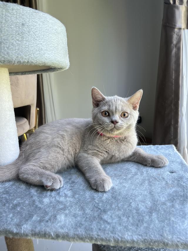 ลูกแมว บริติช ช็อตแฮร์ ใบเพ็ดนอกWCF(British Shorthair) 5