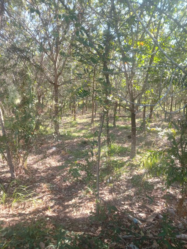 ที่นา+สวนยาง15ไร่3งาน 10