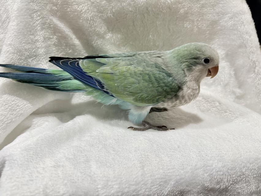 สัตว์เลี้ยงนกMonkparakeet