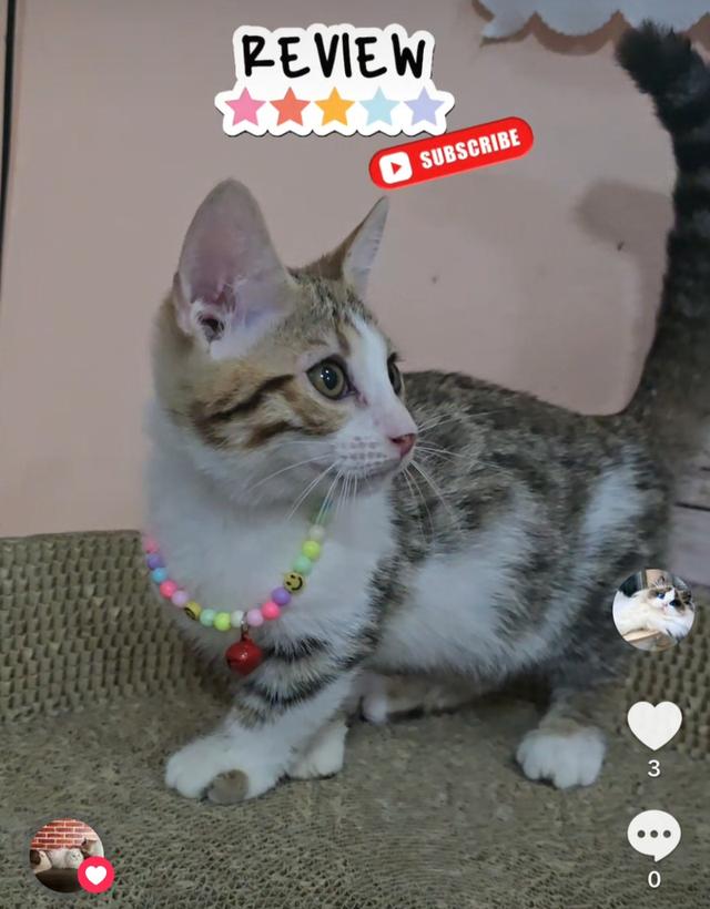 Munchkin Bengal