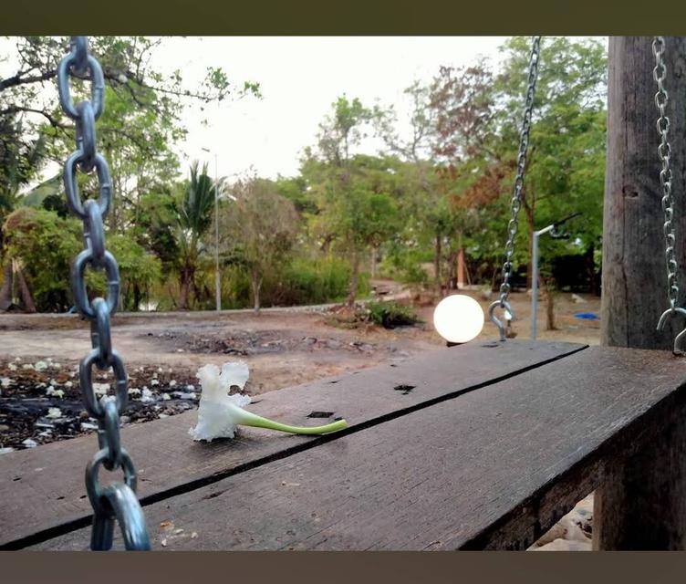 ขาย/ให้เช่า ที่ดินอ่างทอง เจ้าของขายเอง 12