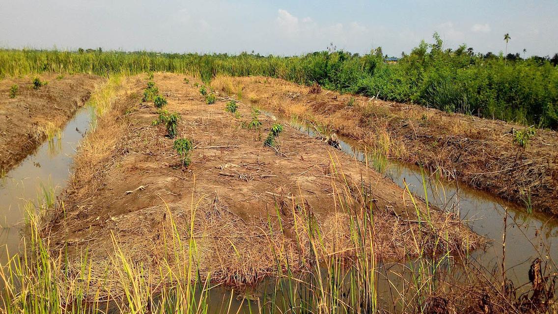 ที่ดิน ใกล้ วัดเจดีย์หอย 4