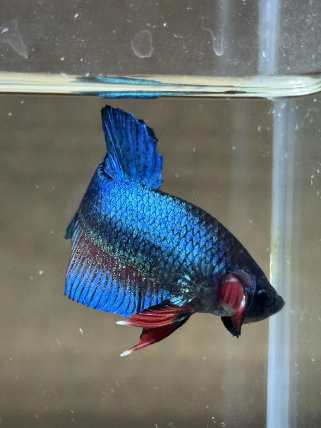 ปลากัดหม้อ ปลากัดแฟนซี