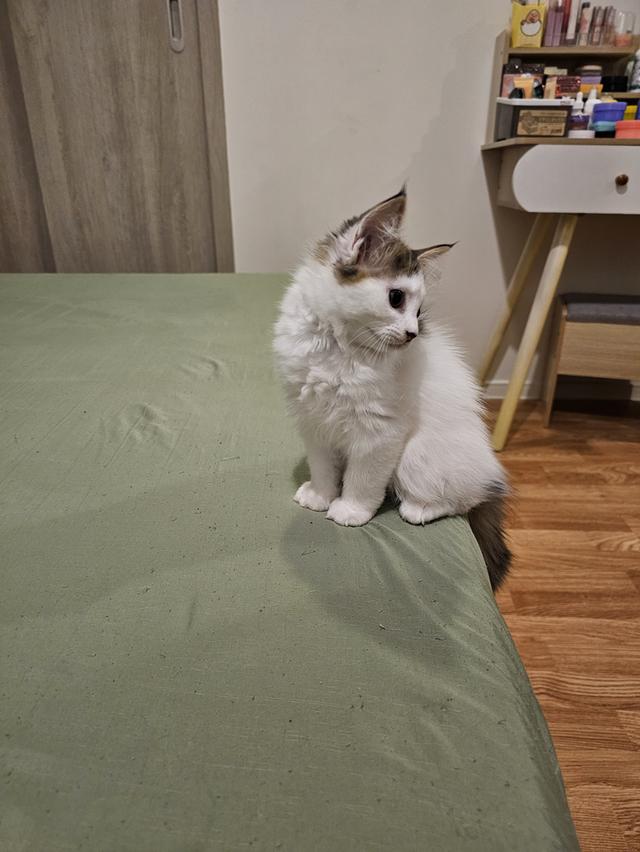 ลูกแมวเมนคูนผสมเปอร์เซีย