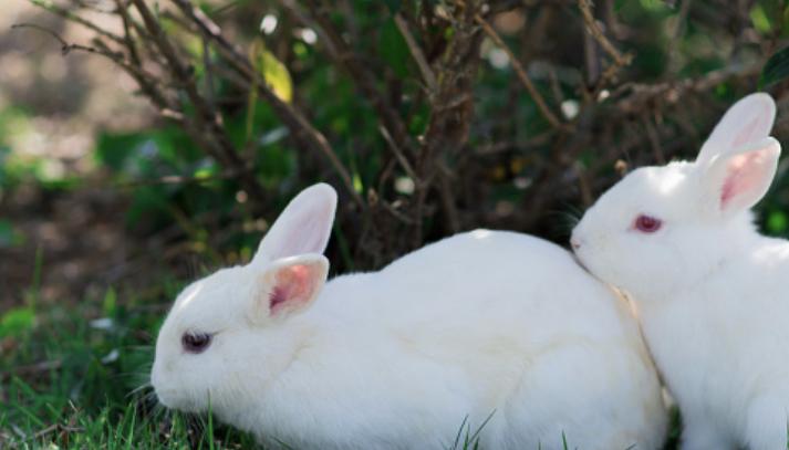 กระต่ายฟลอริดาไวท์ สีขาว 3
