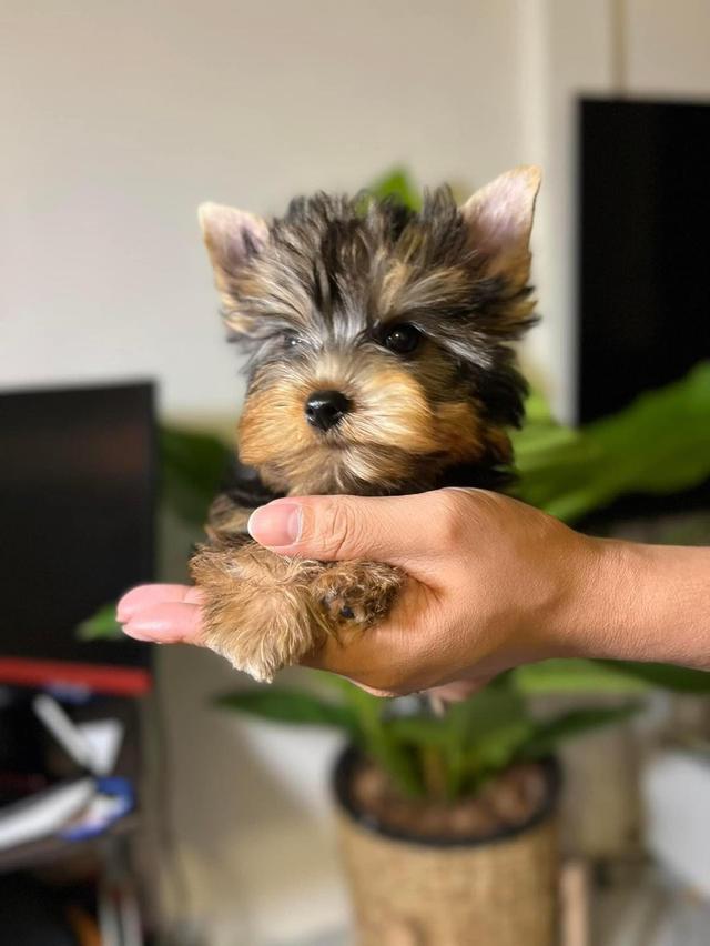 Yorkie Puppies  WhatsApp me : +66 63 826 3042 รูปที่ 2
