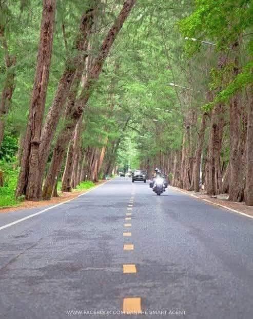 ที่ดินห่างชายทะเลหาดสวนสน จ.ระยอง 500 เมตร 6