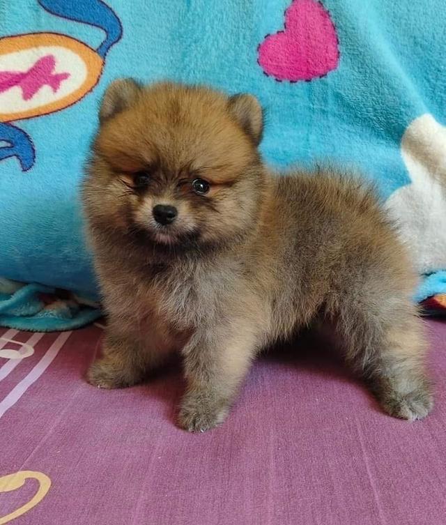 ลูก Pomeranian เพศผู้