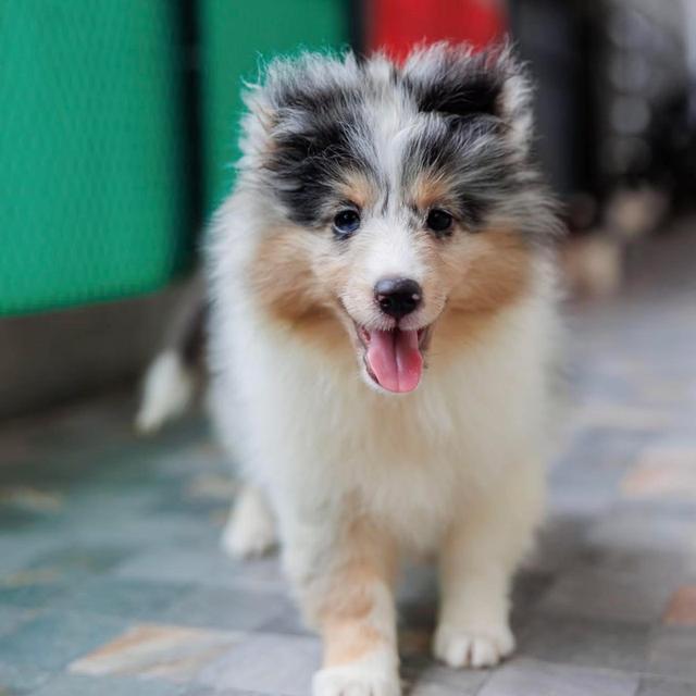 ลูกสุนัข Shetland Sheepdog หาผู้ปกครอง 4