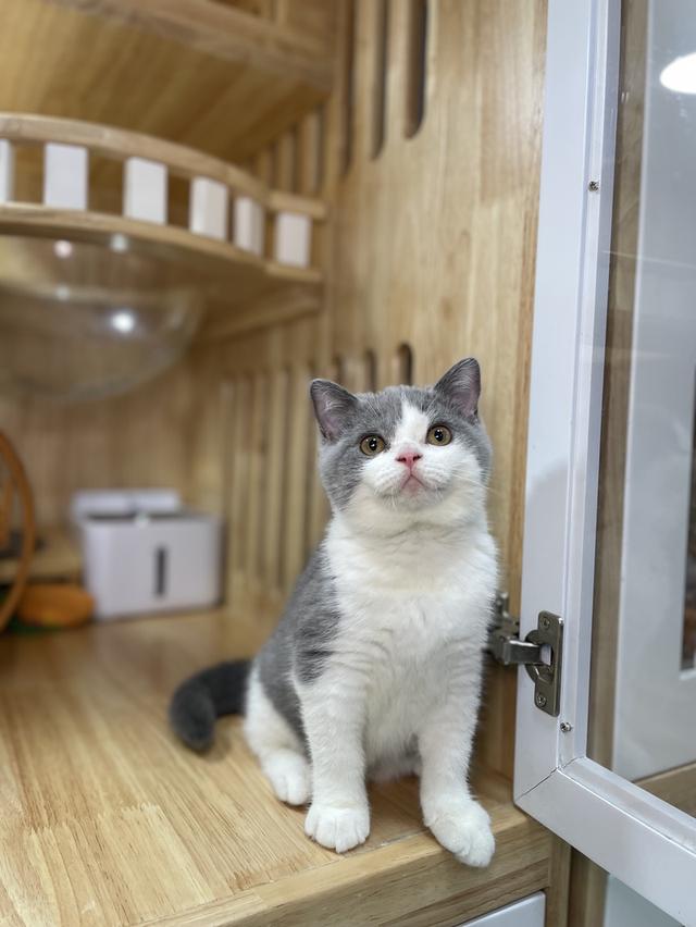 แมวมันช์กิ้นขายาว พร้อมย้าย 8