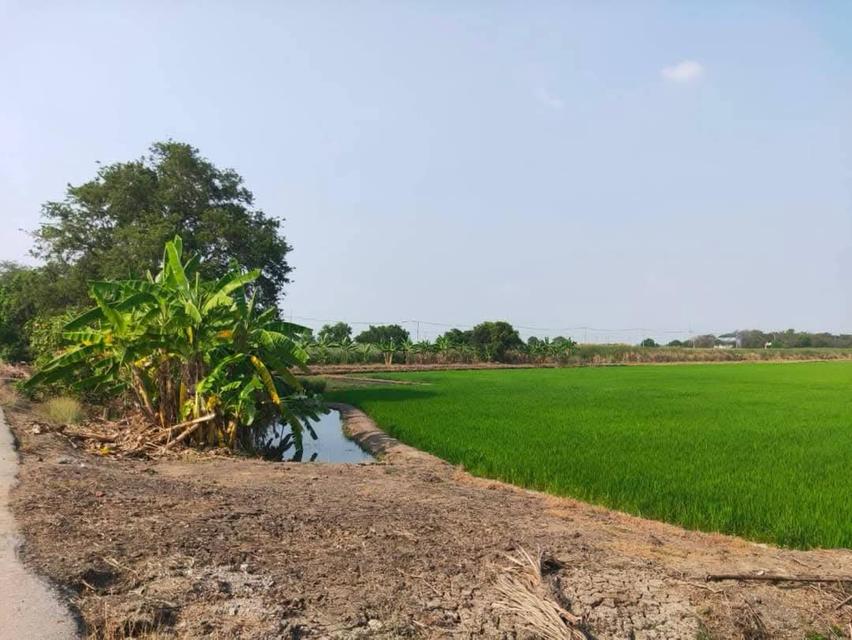 ที่ดิน นครปฐม 7 ไร่ 3 งาน 4