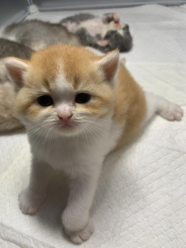 ลูกแมว สก๊อตติชบริชติช 3