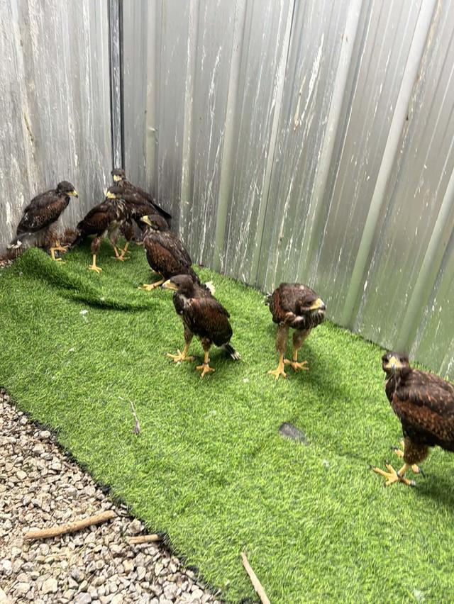เหยี่ยวแฮริส Harrishawk รูปที่ 3